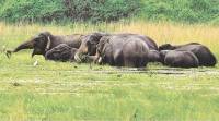 Elephant, Elephant population, Elephant habitat, Elephant conservation, Human elephant conflict, elephant conflict, elephant removal zones, captive elephants, India news, Indian Express news