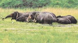 Elephant, Elephant population, Elephant habitat, Elephant conservation, Human elephant conflict, elephant conflict, elephant removal zones, captive elephants, India news, Indian Express news