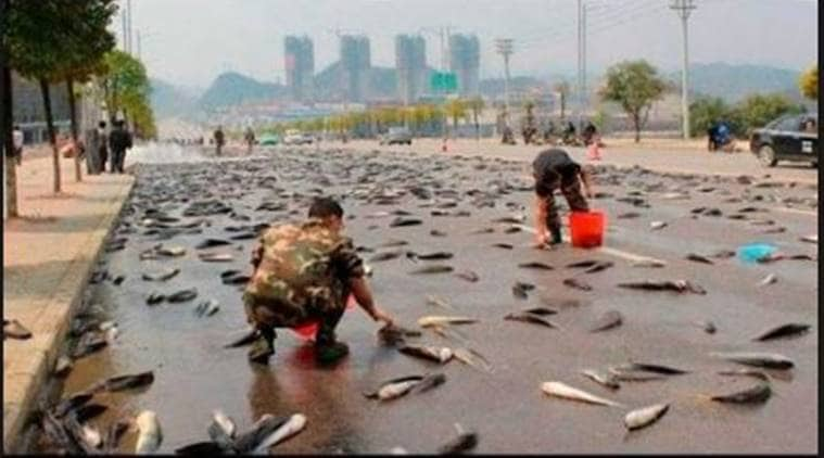 Fish fall from sky with rain in northern Mexico  The 