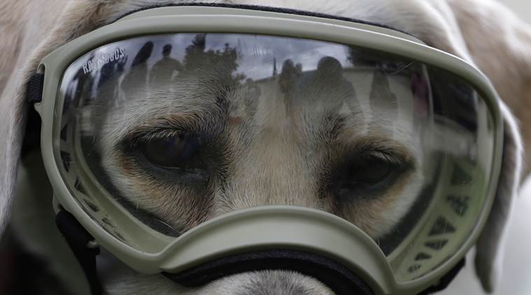 mexico earthquake, mexico quake, rescue dog, frida the dog, mexico news, mexico quake relief, indian express news, world news