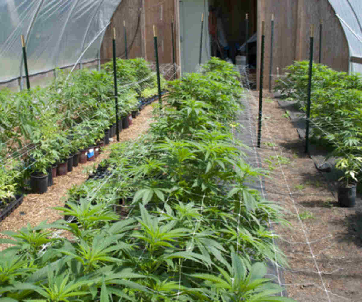 Plant species, botanical gardens, Botanic Gardens Conservation International, University of Cambridge, genera, temperate species, tropical species, plant diversity