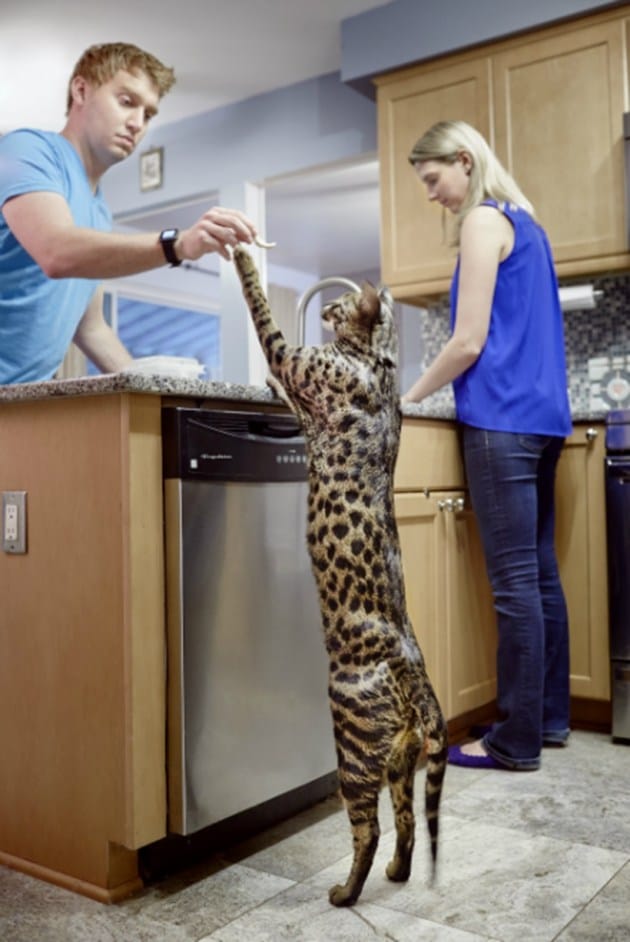 Guinness World Records, world record, Guinness World Records 2018, Guinness World Records 2017, Russian model, tallest leg, longest cat tail