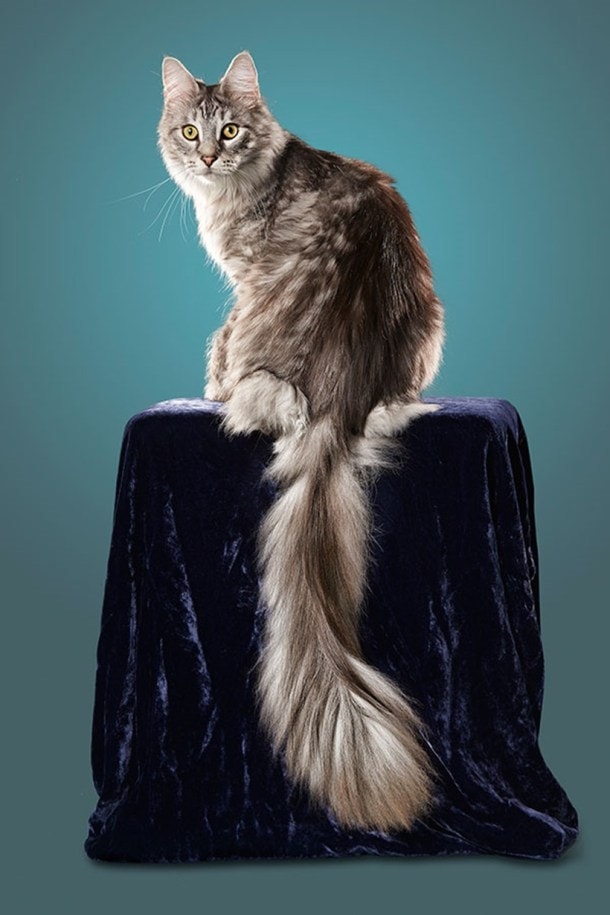 Longest legs to the tallest cat: Some of this yearâ€™s Guinness World