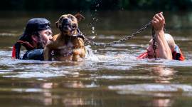 hurricane harvey, harvey death, harvey evacuation, harvey storm, texas rescue operation, texas harvey, harvey death toll, indian express, world news