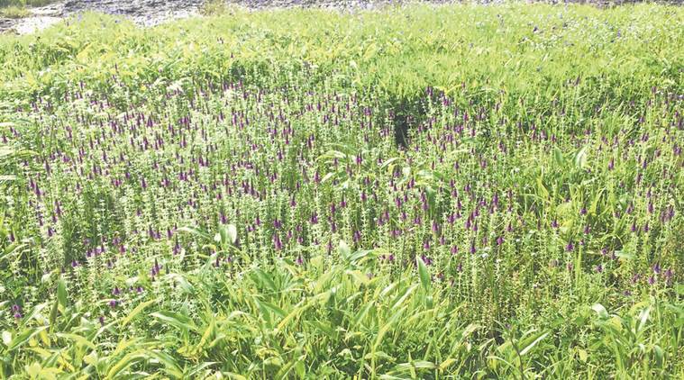 kaas plateau, pune kaas plateau, satara district, kaas tourist spot, things to see around pune, jfmc, pune news, indian express