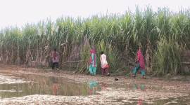 ganga, hastinapur, meerut district, uttar pradesh, open defecation free initiative, kishorepur, indian express