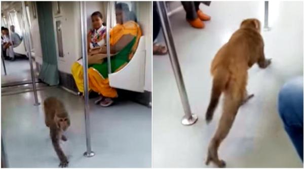 monkeys, monkey in metro, monkey in delhi metro, delhi metro, monkey funny videos, monkey delhi metro funny video, indian express, indian express news