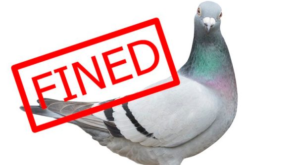 conductor fined, pigeon on a bus, conductor fined for not cutting a bird ticket, Pigeon travelling in a bus, Indian express, Indian express news