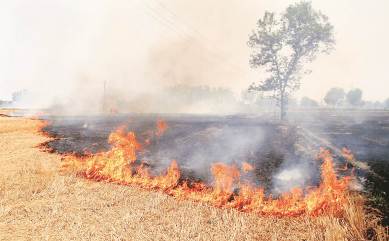 Stubble buring in Punjab, Punjab farm fires, Punjab news, Punjab govt, National green tribunal, Punjab news, India news, national news