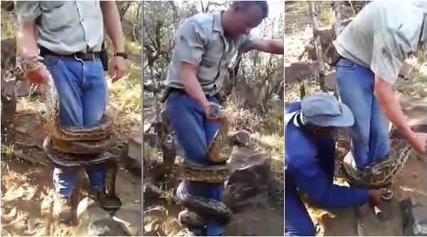 python, snake, snake videos, horrific snake videos, python prey videos, viral videos, snake catcher videos, indian express, odd news, trending news