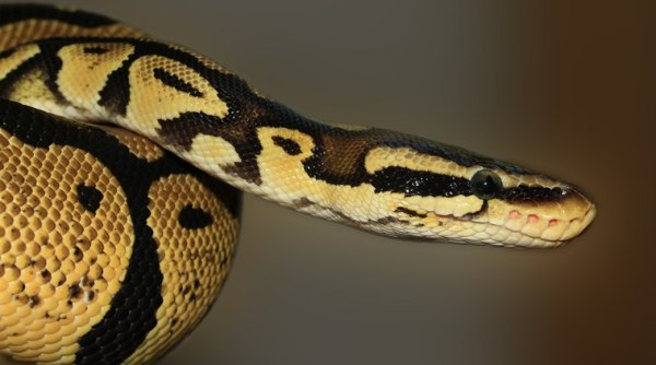 python in toilet, python found, weird snake stories, snake in toilet, indian express, indian express news