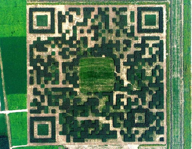 this-chinese-village-built-a-giant-qr-code-with-trees-in-a-bid-to