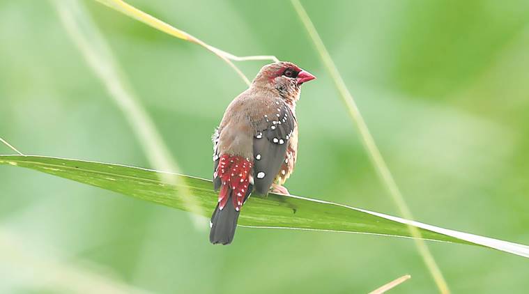 trill-thrill-researcher-naturalist-creates-audio-library-of-bird-calls-cities-news-the-indian