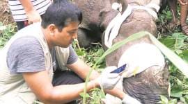 bihar rhino reserve, bihar floods, animals dead bihar floods, nepal rhinos, forest dept bihar, valmiki tiger reserve, indian rhinos, nepal rhino, Chitwan national park, rhino rescue, indian express, india news