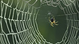 Close-up of a spider on a spider web Spider