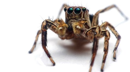 Four new spider species found in Colombia's biodiversity hotspot