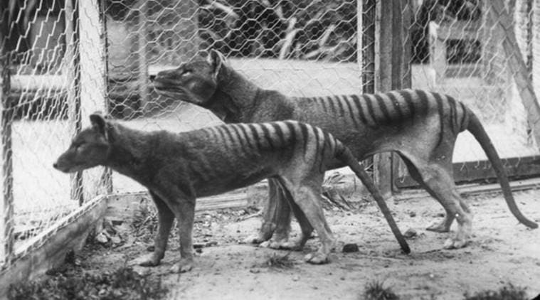 Thylacines , tasmanian tiger, Thylacines extinct, Thylacines climate change, tasmanian tiger australia, tasamnian tiger extinct, indian express news