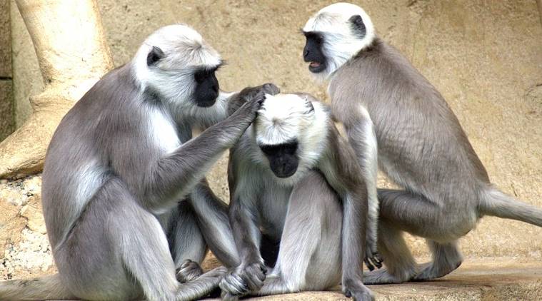 Scratching Helps Boost Social Bonding And Reduce Stress In Monkeys Lifestyle News The Indian 