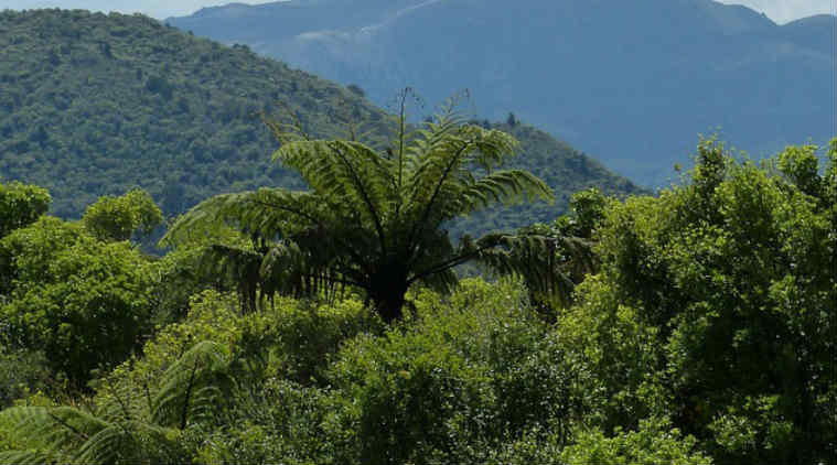 Carbon cycle, greenhouse effect, greenhouse gases, rain forest cover, greenhouse gas emissions, tropical forests, forest spread, global deforestation, degradation, soil-based emissions, climate commitments, Paris Agreement
