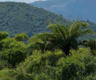 Carbon cycle, greenhouse effect, greenhouse gases, rain forest cover, greenhouse gas emissions, tropical forests, forest spread, global deforestation, degradation, soil-based emissions, climate commitments, Paris Agreement