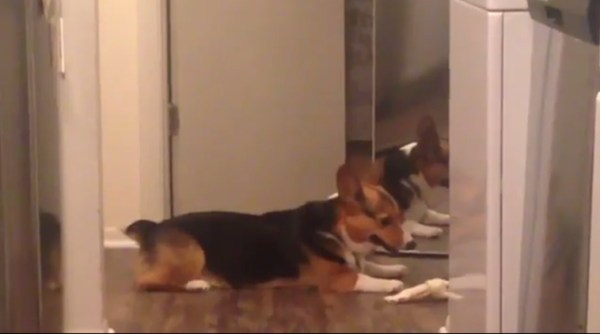 dog videos, funny dog videos, feel good videos, dog sharing food videos, indian express, indian express news