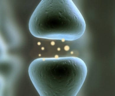 Alzheimer's disease, nutrient drink, Massachusetts Institute of technology, brain synapse, Souvenaid, memory, cognitive functions, choline, uridine, omega-3 fatty acid DHA, membrane development, pre-dementia stage, hippocampus, brain tissue loss, MIT news