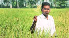 Pesticide residues, basmati rice, Pesticide residues in basmati rice, European Union, basmati production, types of basmati rice, best basmati rice, all india rice exporters association, basmati pesticide, basmati varieties, rice plantation, rice varieties, indian express news, indian express