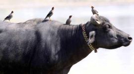 beef, beef ban, buffalo meat, beef exports, meat exports, india beef exports, buffalo meat export, slaughter ban, south beef ban, indian express news, india news