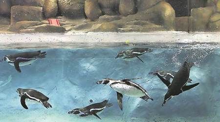 Byculla zoo, Byculla zoo Penguins, Penguins Byculla zoo, Byculla zoo Mumbai, Mumbai News, Latest Mumbai News, Indian Express, Indian Express News