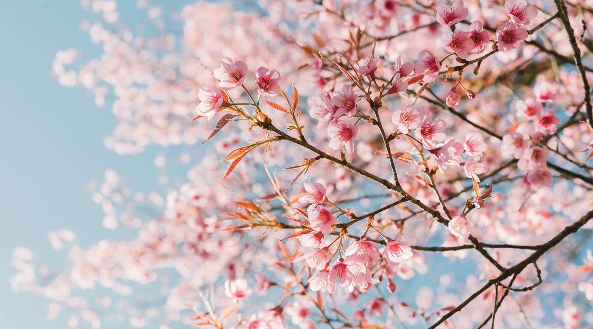 Cherry Blossom Festival To Be Held In Shillong In November Lifestyle News The Indian Express,Contemporary Bedroom Furniture Sets Sale