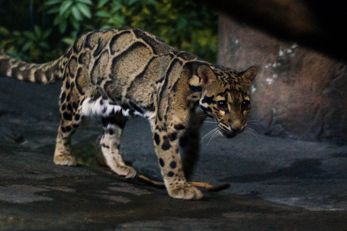 Mizoram's Dampa Tiger Reserve, Dampa Tiger Reserve, highest number of clouded leopards, highest number of Clouded leopards in South East Asia, Mizoram Clouded leopard populations, India news, National news