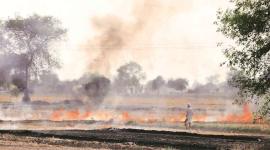 Finally, field fires die in Punjab after 54 days
