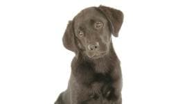 dogs, puppy eyes, facial muscles, indianexpress.com, indianexpressnews, indianexpressonline, dog news, dog behaviour, PTI, dogs study, Proceedings of the National Academy of Sciences study dogs, dogs and human relationship, human relationships with pets, sadness in pets, sadness in dogs, puppy love, pups, cute dogs, puppies, doggy love, doggy, doggies, puddles, canine love,