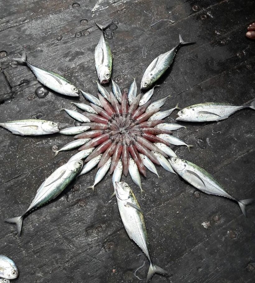 fishes, fish art, fish designs, fish designs, indian express, indian express news