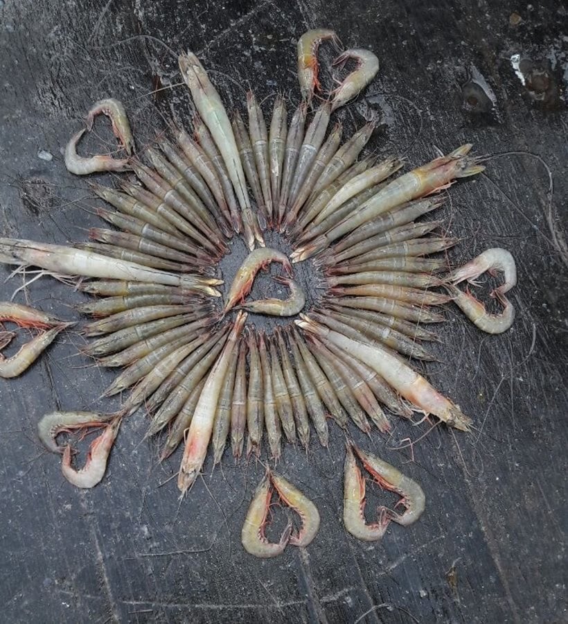 fishes, fish art, fish designs, fish designs, indian express, indian express news