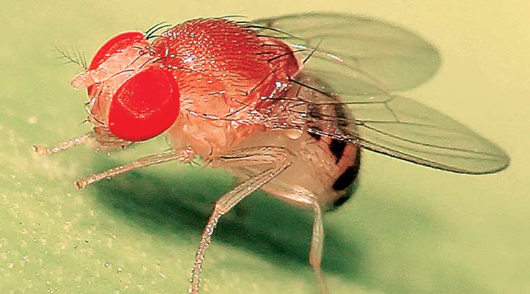 Drosophila Melanogaster