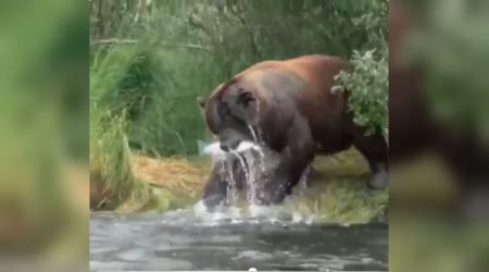 Grizzly bear, brown bear, brown bear in North America, brown bear fishing, brown bear eating fish, secrets of nature, indian express, indian express news