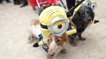 halloween, halloween pets and candy, halloween candy haul, halloween 2017, halloween pet costumes, indian express, indian express news