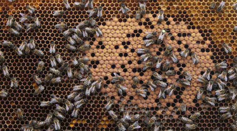 Honey, honey pesticides, bee-harming pesticides, University of Neuchatel, neonicotinoids, pesticide concentration, world pollinators, bee pesticide effect, University of Dundee, honey consumption 