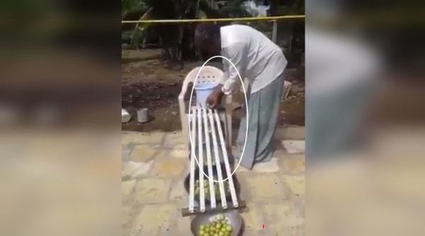 innovative tricks, funny innovation video, man uses bamboo sticks to to know lemon size, indian farmer uses bamboo sticks to know lemon size, indian express, indian express news