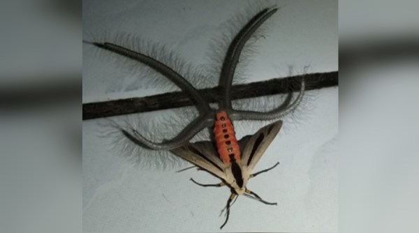 strange insect, video of scary insect, moth hybrid, viral video of moth insect, Indian express, Indian express news