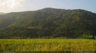 Assam, assam village, Assam bird killing, Jatinga, Mystery village jatinga, Dima Hasao district, assam news, indian express news