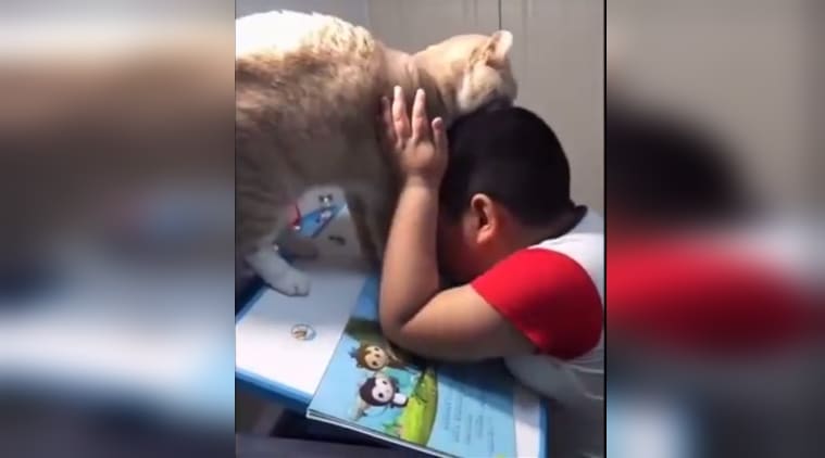 funny cat video, funny animal video, cat not letting boy study video, cat videos, indian express, indian express news