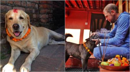 kukur tihar, diwali, nepal dog festival, diwali dog festival, diwali dog worship nepal, nepal dog worship festival, kukur tihar significance, nepal news, festival, indian express