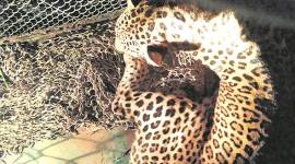 Palwal, leopard in palwal, Palwal wildlife, leopard entering villages, delhi news, indian express news 
