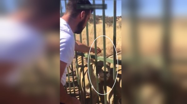 lion videos, rugby player bitten by lion, scot baldwin bit by lion, lion bites rugby player's hands, indian express, indian express news