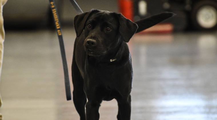 cia, cia fires dog from work, siniffing dog fired from work, CIA K9 dog not fit for work, wrld news, odd news, bizarre news, indian express