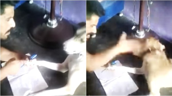 man hitting dog, man hitting dog video, man hitting dog viral video, man hitting dog abcd teaching video, man hitting dog while teaching abcd video viral, indian express, indian express news