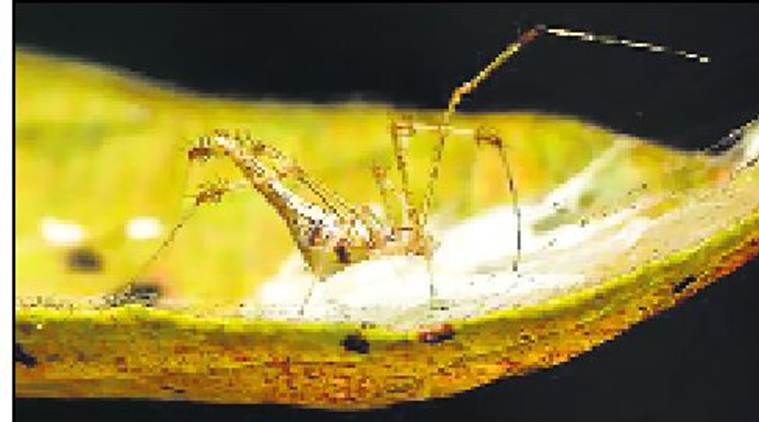 Two new 'shy' spider species found, named after Great Indian Bustard