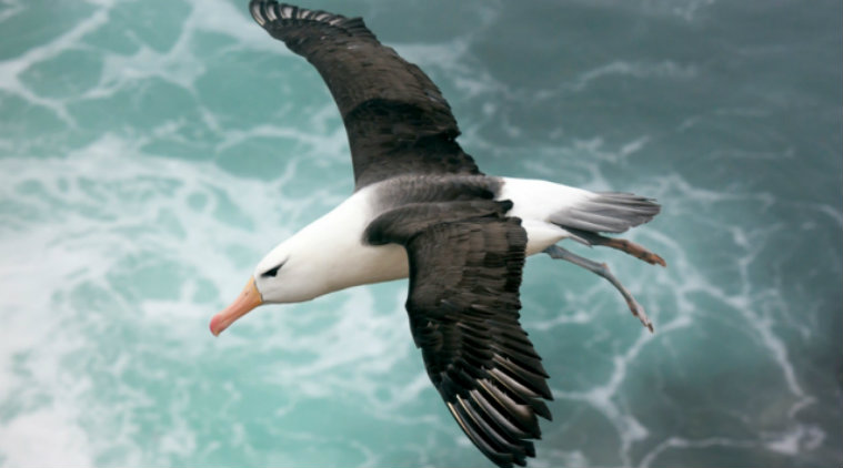 Scientists discover the secret behind albatross' flight patterns